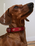 Halsband Pet Collection image number 3