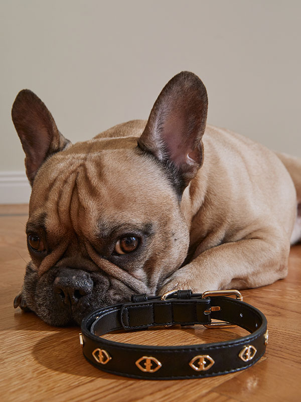 Pet Collection Motivi